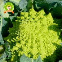 大農(nóng)莊園-中秋槐序鮮蔬禮盒